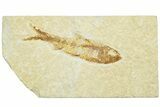 Fossil Fish (Knightia) - Wyoming #210055-1